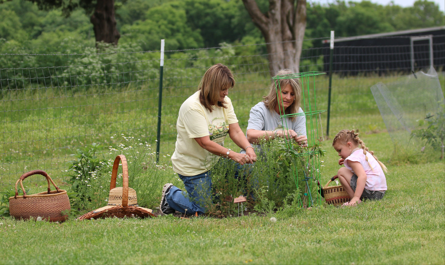Sister Roots founders harvesting fresh medicinal herbs from their garden